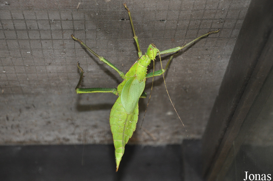 Heteropteryx dilatata
